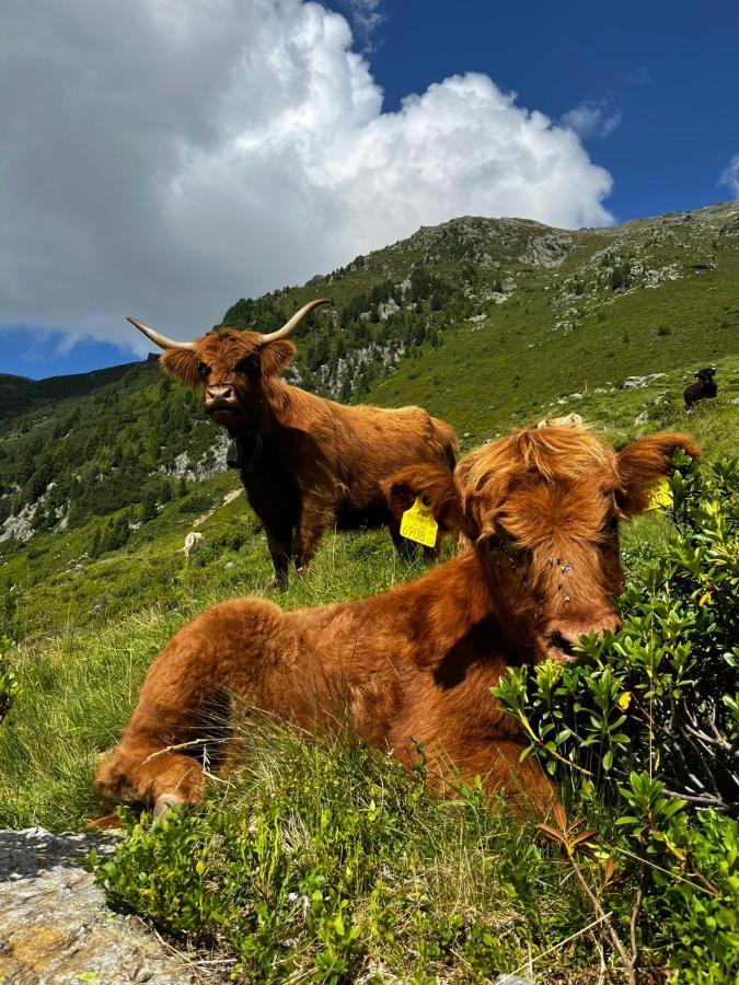 Die Acherberg Alm Oetz Exteriér fotografie